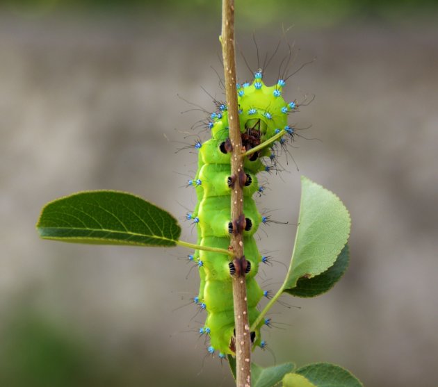 Rups Grote Nachtpauwoog