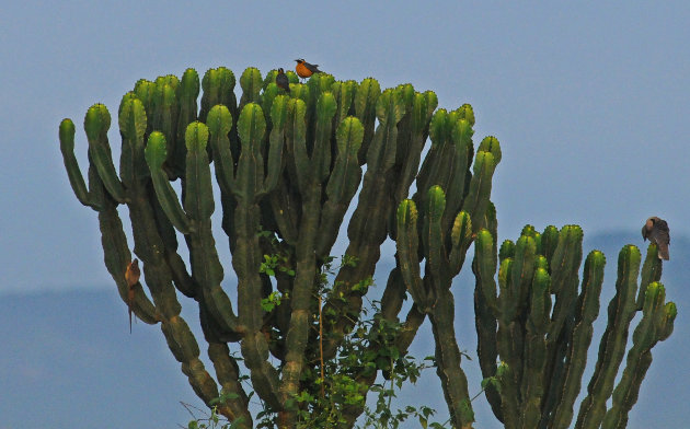 Verzamelboom!