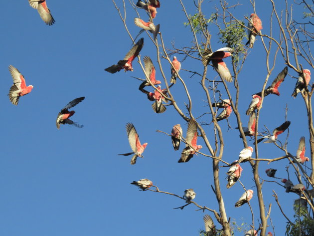 Galah's in actie