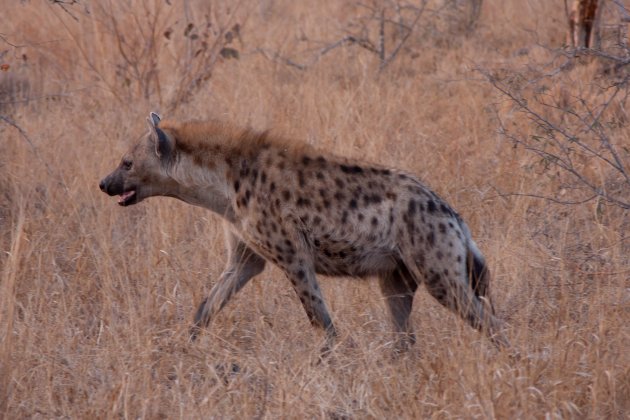 Spotted Hyena in Ngala Game Reserve