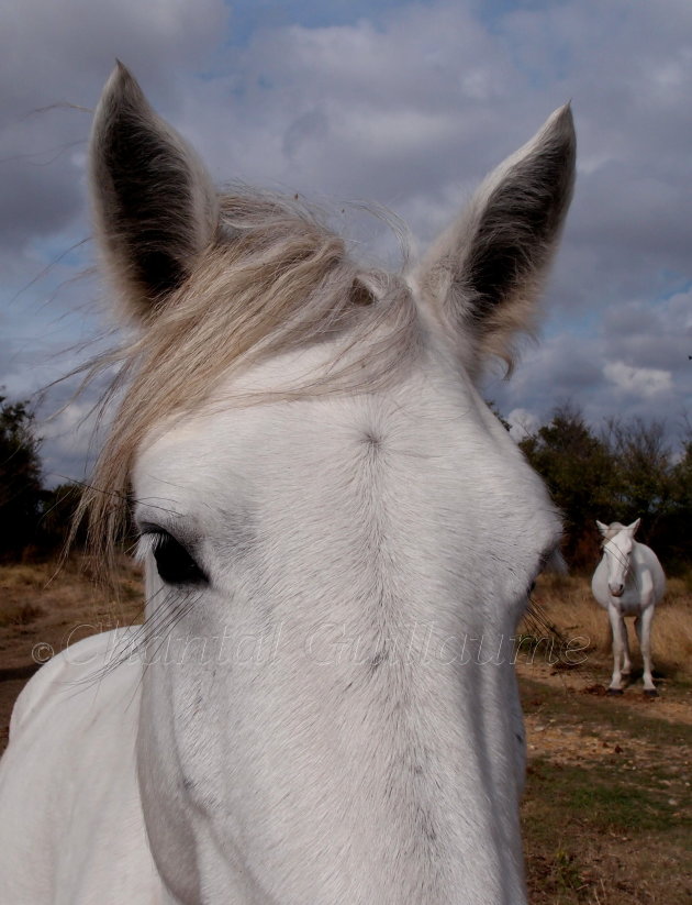 Camargue