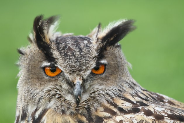 Roofvogel op jacht op Texel