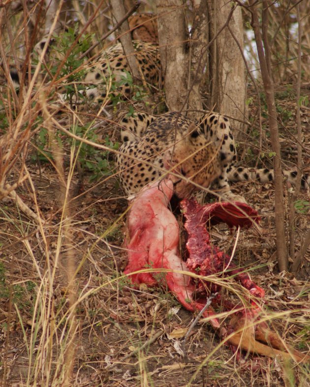 Cheetah's met kill
