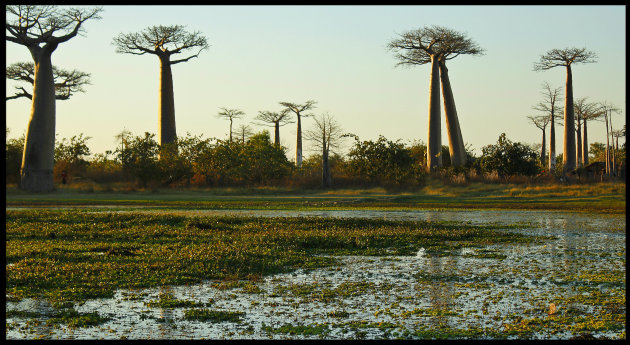 Baobabs