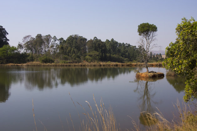 Krokodillen genieten van het zonnetje in Mlilwane