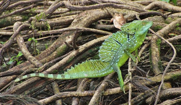 Green basilisk