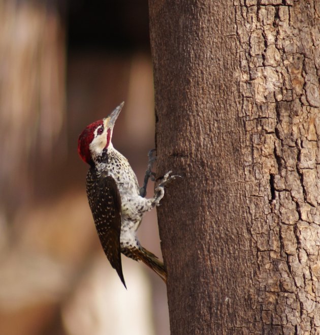 Bennett's Woodpecker