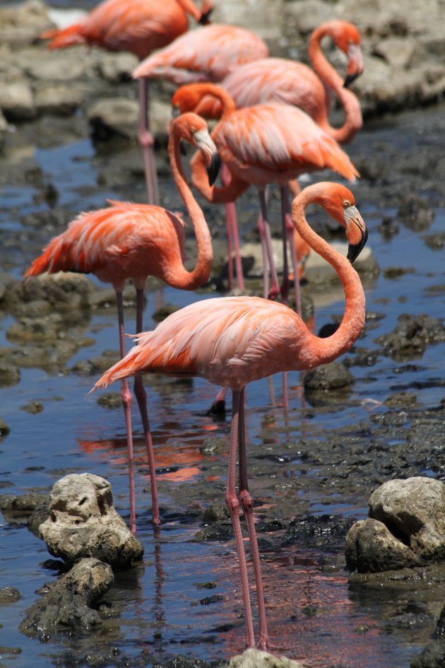 Flamingo's bij het Gotomeer