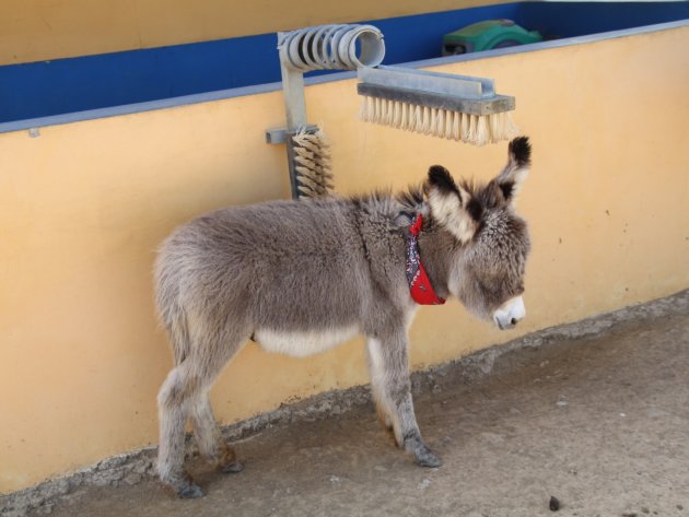 Ezel opvang Bonaire