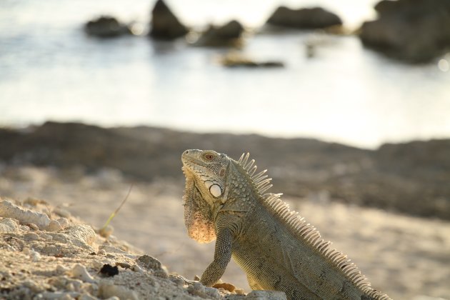 Lounge Leguaan op Bonaire 