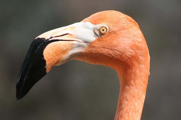 Portret van Flamingo