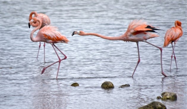 Flamingo's bij Boca Slagbaai.