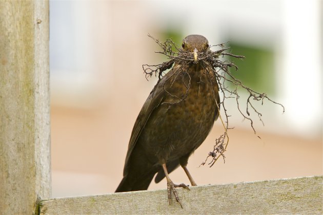 Nestje bouwen