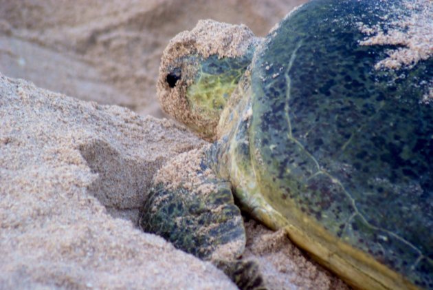 Groene schildpad