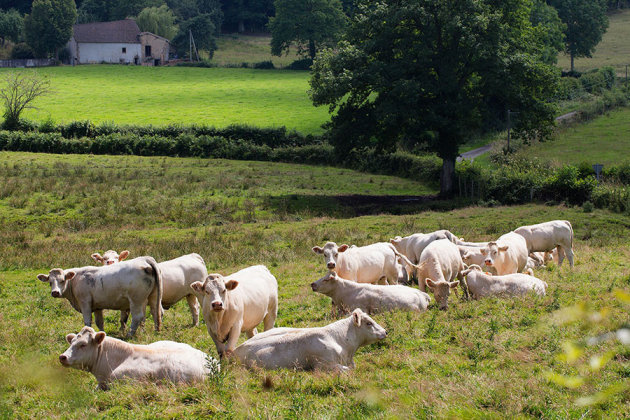 Charolais