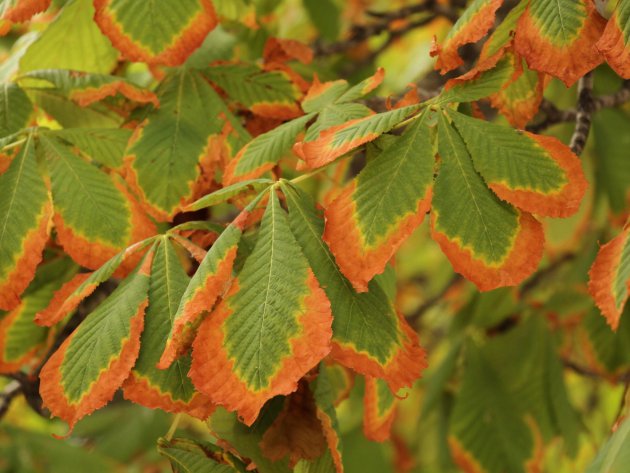 Herfst in Madrid