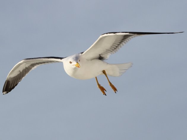 Meeuw tussen Texel en Den Helder