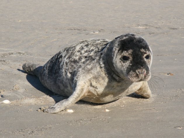 Kleine Zeehond op Texel