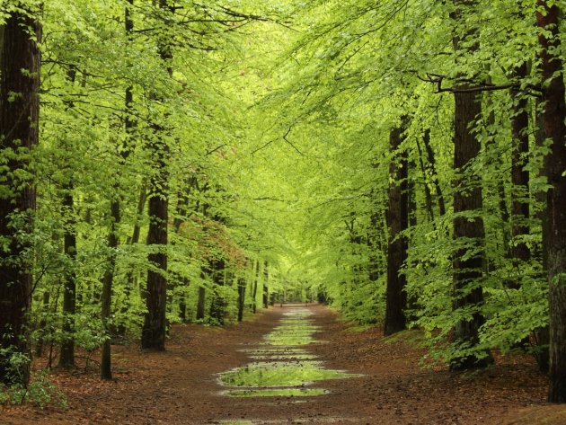 Fris groen bos op Texel