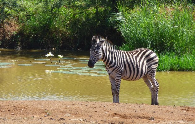 Zebra met waterlelies
