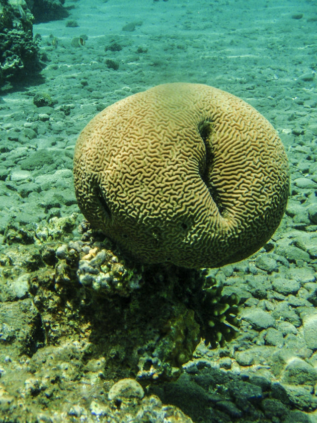 Enorm koraal