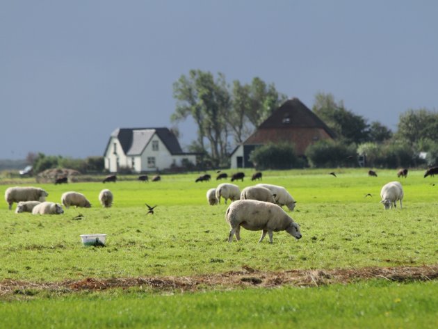 Zon op Texel tussen de regen door