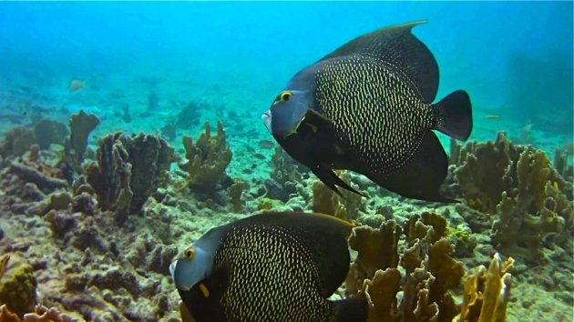 French Angel vissen op Bonaire