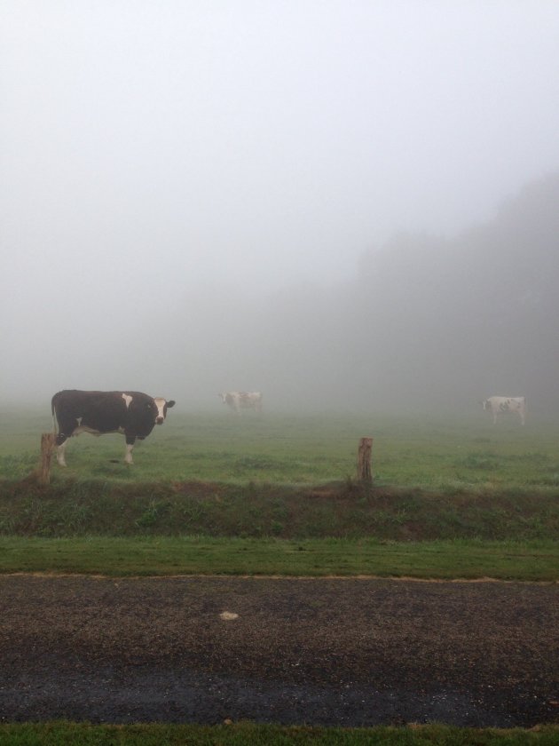 Mist in Nederland 