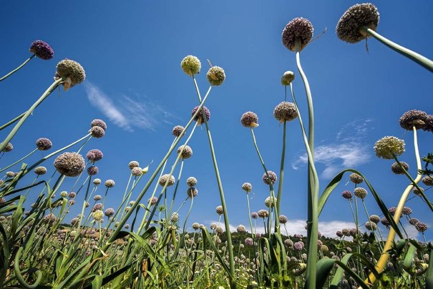 Flowering Onions