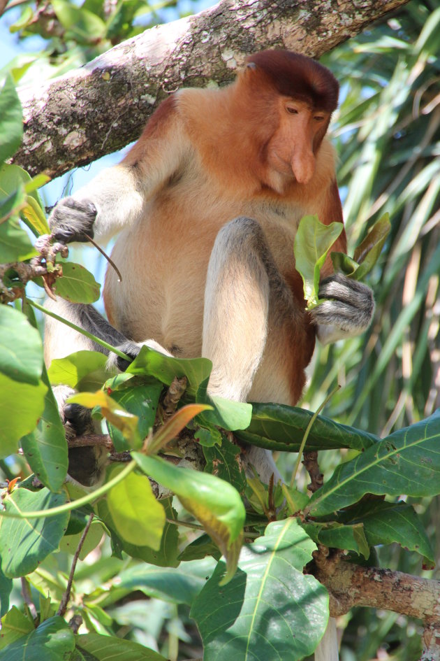 Neusaap in Bako NP