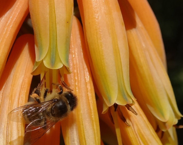 Snoepende hommel