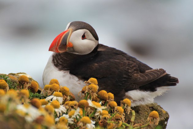 papegaaiduiker bij latrabjarg