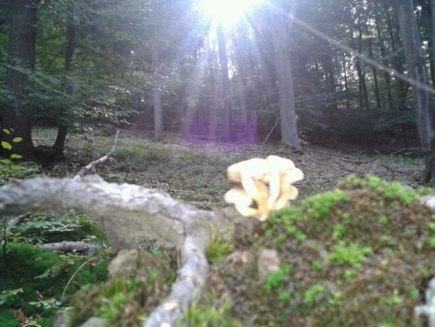 Paddenstoelen in het zonlicht