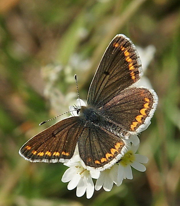 Vrouwtje Icarusblauwtje