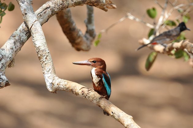 Smyrna ijsvogel in Yala NP