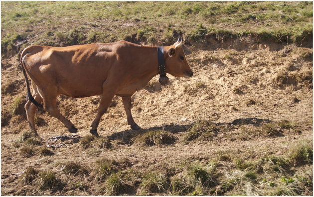 in de bergwei