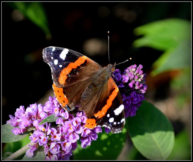 vlinder op vlinderstruik