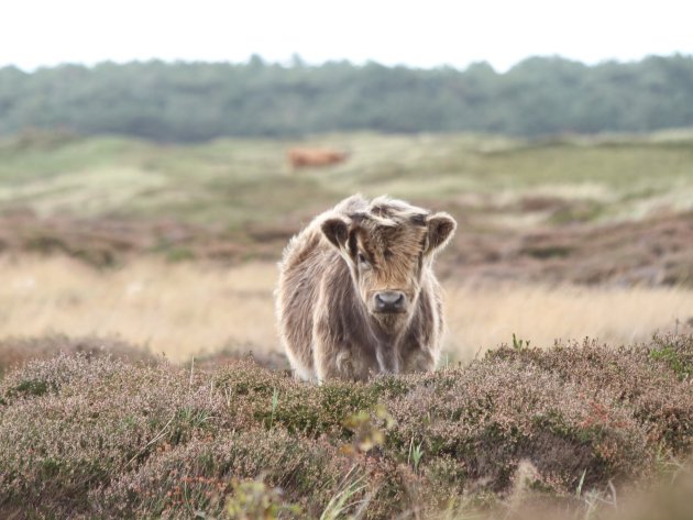 Hooglanders op Texel