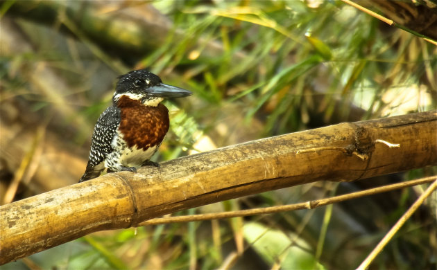 Giant Kingfisher