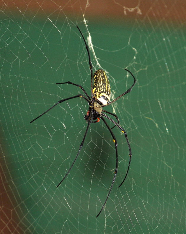 Golden Orb Web Spider (Gouden zijde wielwebspin)