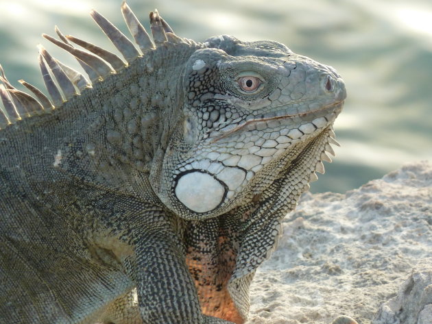 Leguaan op een rost voor de kust van Bonaire