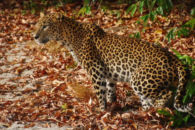 Luipaard in Wilpattu N.P.