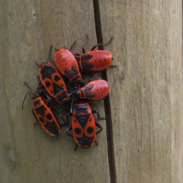 Vuurwants (Pyrrhocoris apterus)