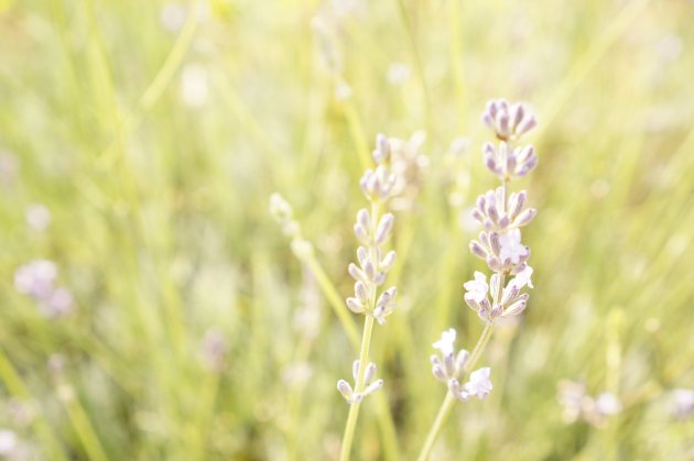 Dreamy Lavender