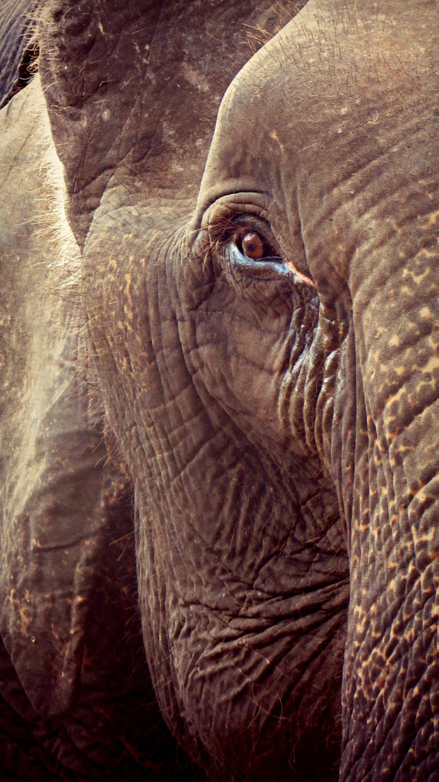 Asian Elephant, Elephas maximus