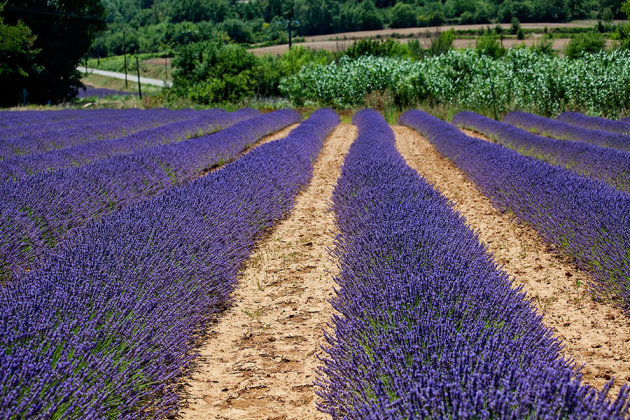 Lavendel (2)