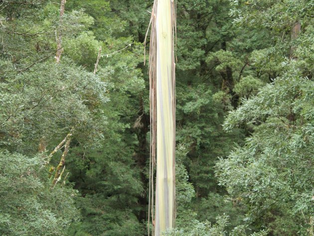 Kleurrijke boomstam in Otway NP