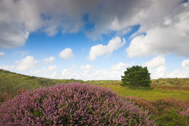 Heide in het duingebied van Terschelling