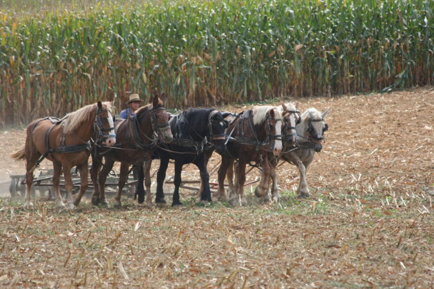 Op zijn Amish.....6 PK!!