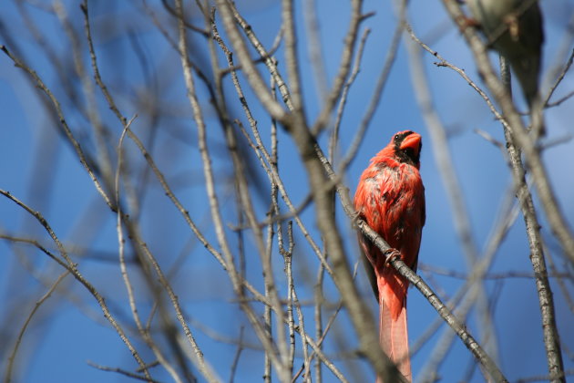 Kardinaalsvogel